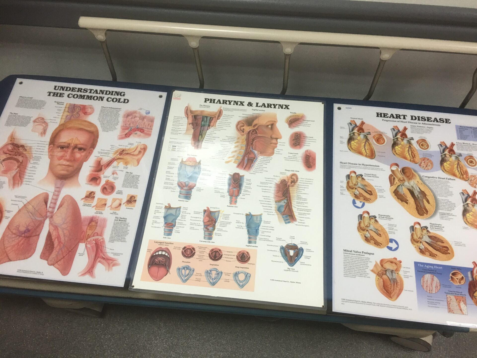 Medical Posters