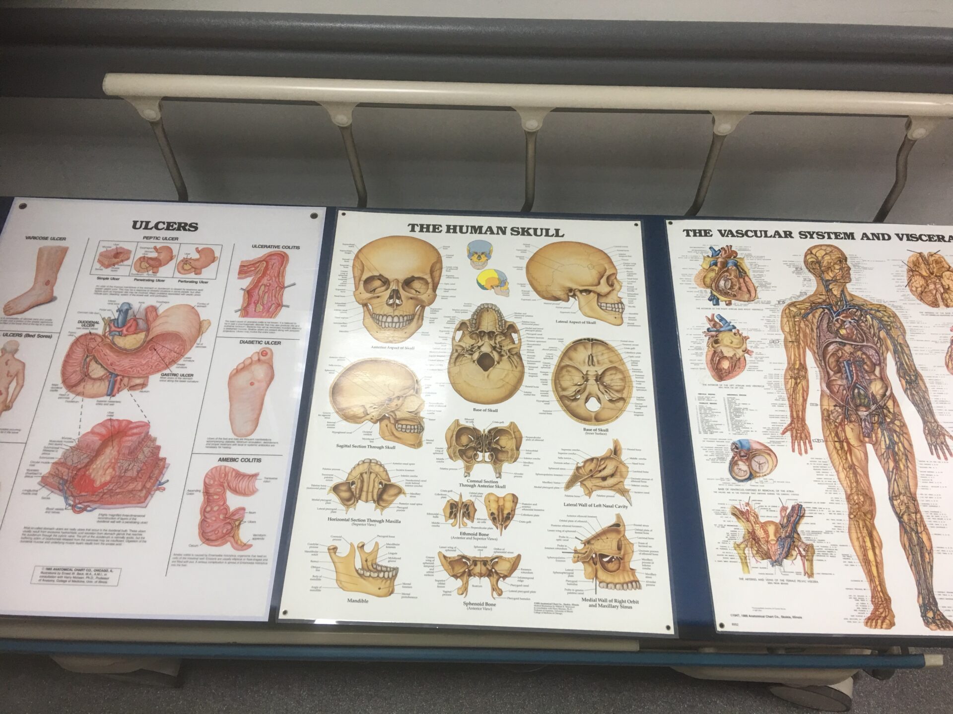 Medical Posters